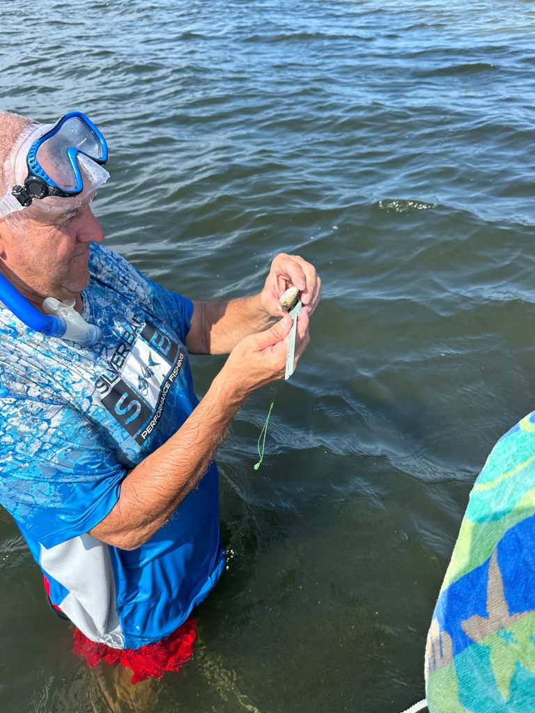 Volunteer measuring one of the four collected bay scallops from Pensacola Bay. Photo: Gina Hertz