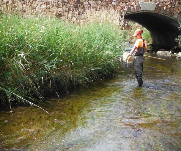 A student sampling for crayfish in a river; Photographer: C.J. Rice