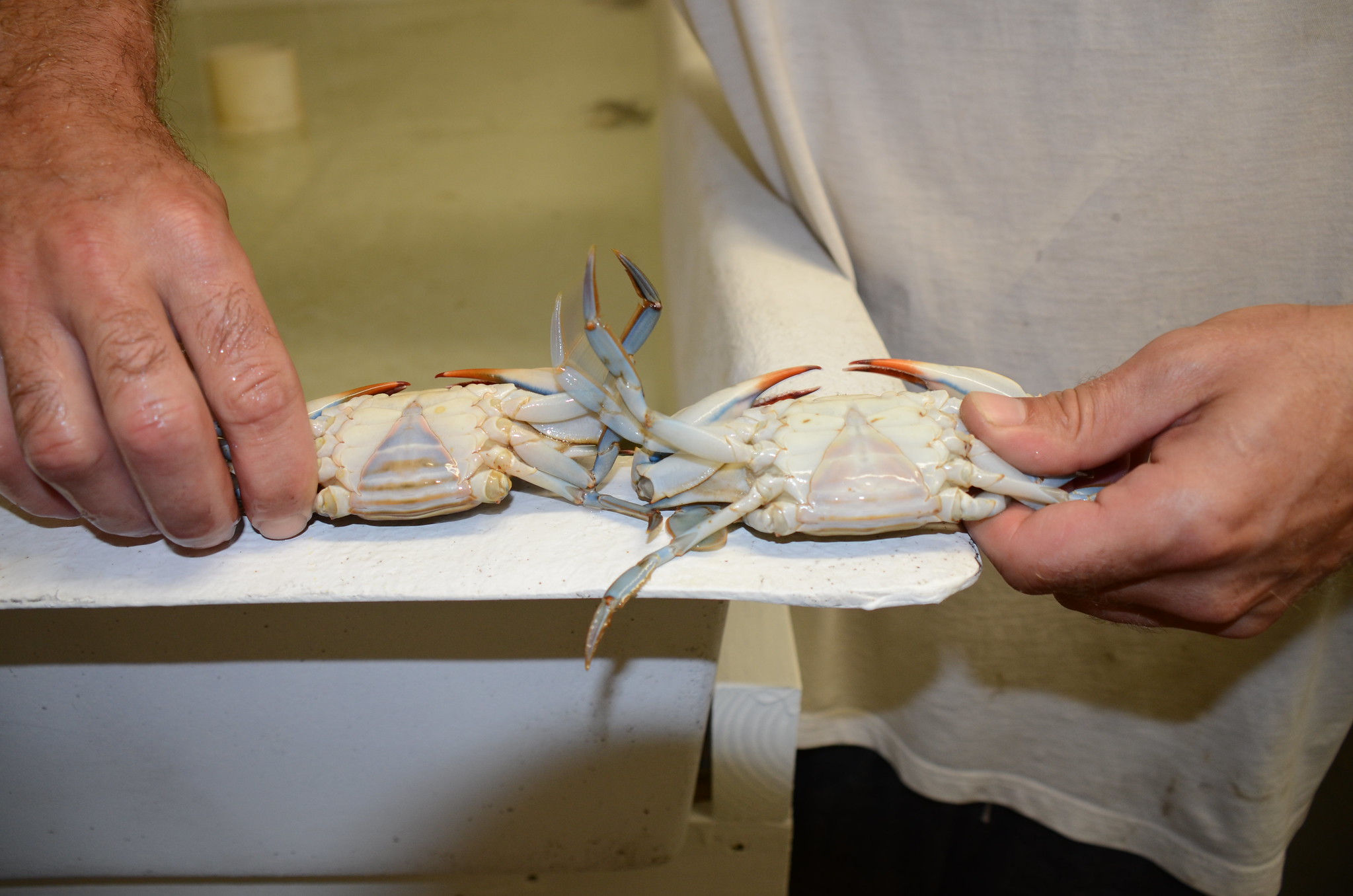 Photo: Crab Shedding