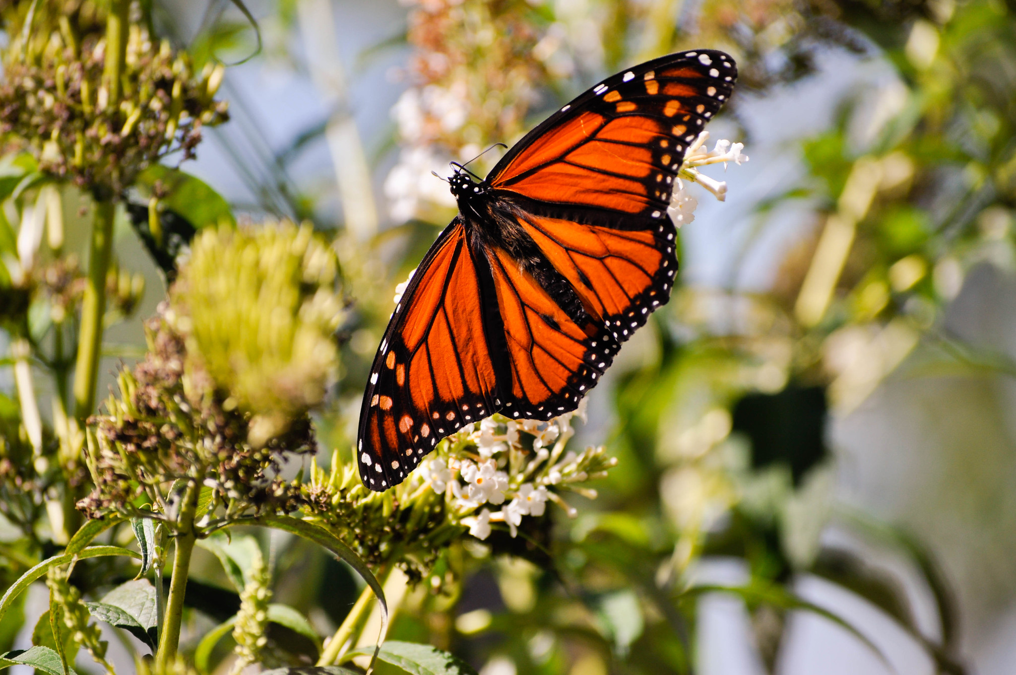 Photo: Monarch Monitoring