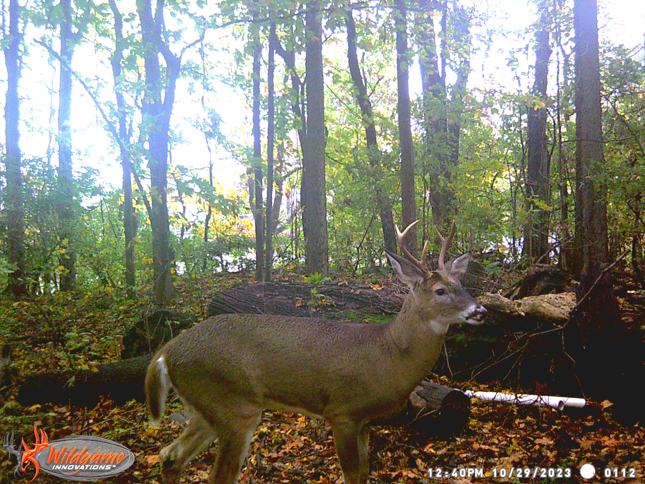 A White-tailed deer is captured by a wild game camera installed on a forest preserve on South Bass Island.