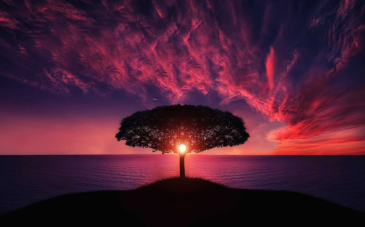 sunset through a single tree in a field