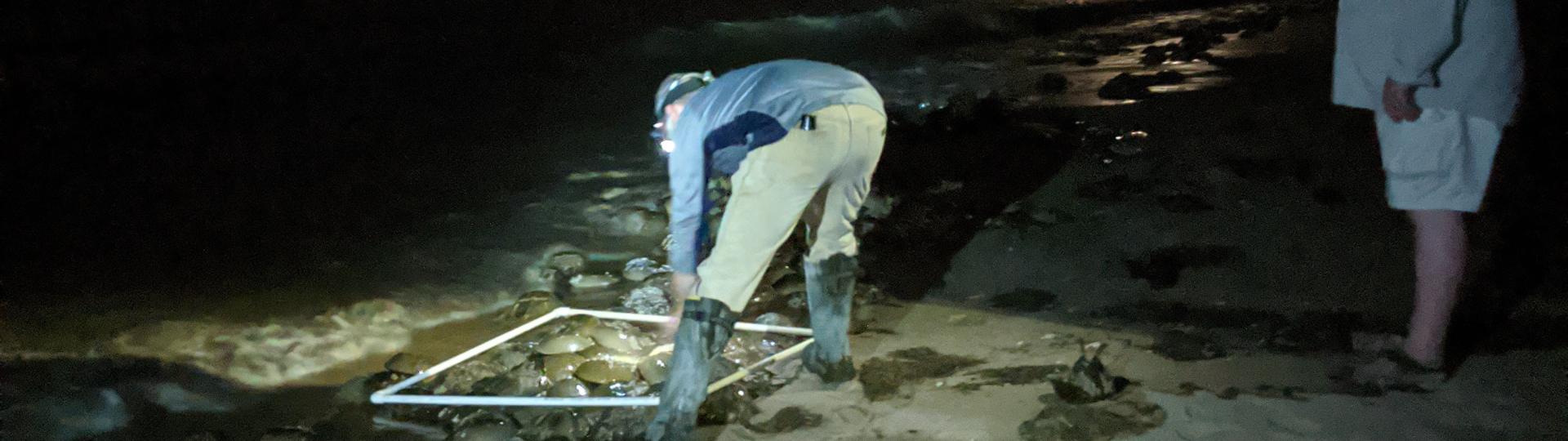 Photo: Horseshoe Crab Spawning Survey