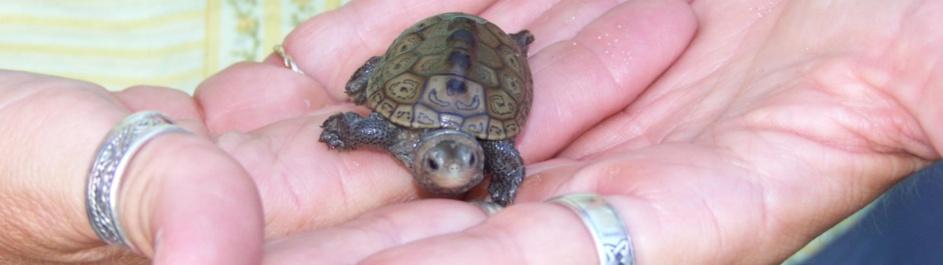 Photo: Terrapin Hatchling