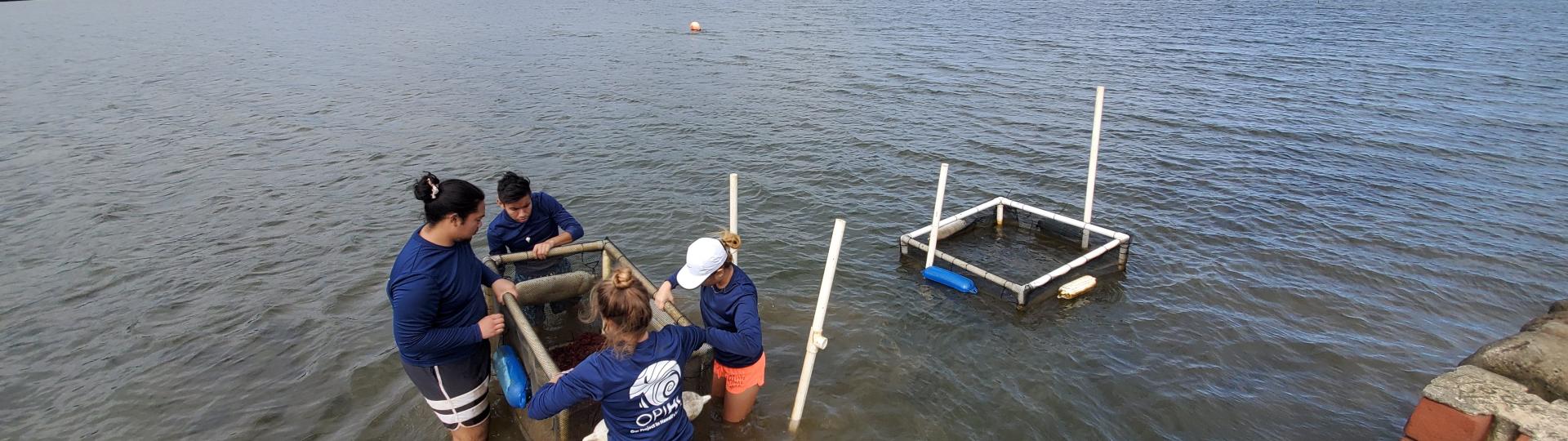 Photo: Our Project in Hawaiʻi's Intertidal (OPIHI) Program