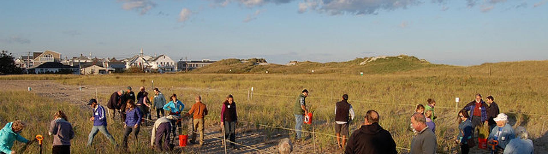 Photo: Dune Restoration and Research