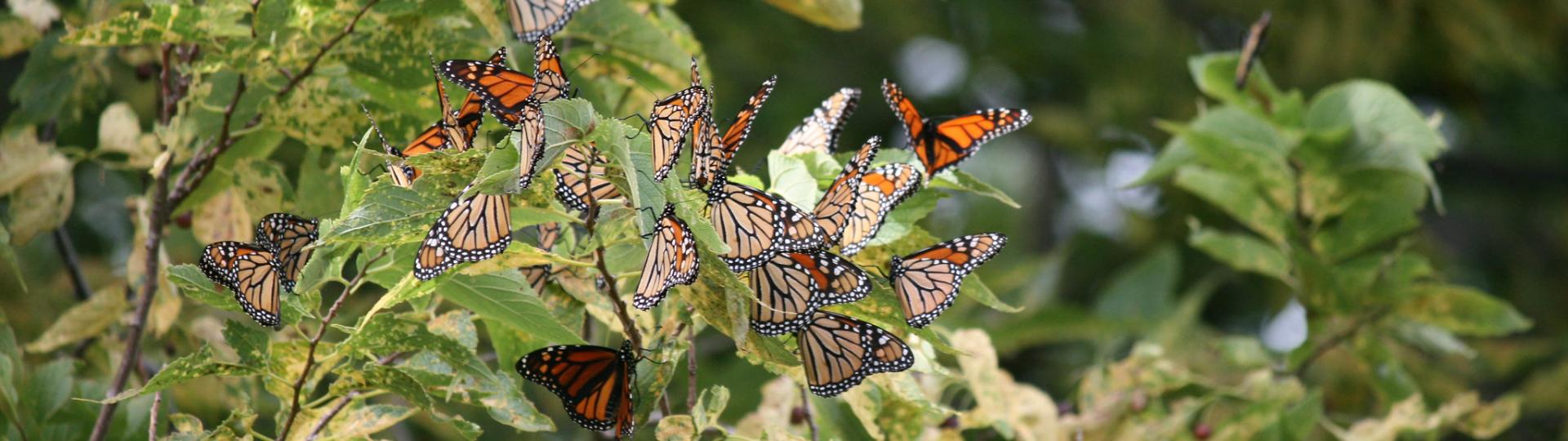 Photo: Monarch Monitoring