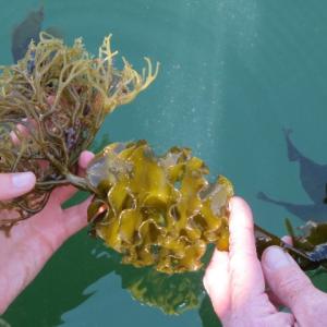 Photo: Aquatic Invasive Species Monitoring