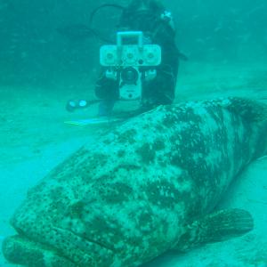 Photo: Great Goliath Grouper Count