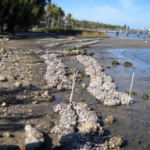 Photo: Florida Oyster Restoration Program