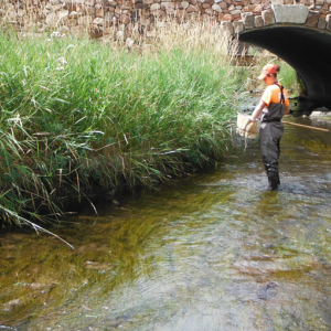 A student sampling for crayfish in a river; Photographer: C.J. Rice