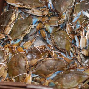Photo: Cooperative Research Blue Crab Discards
