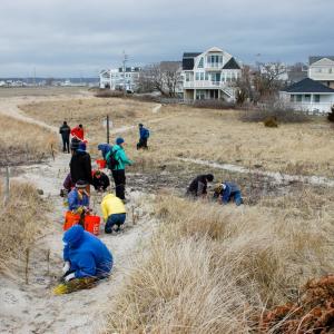 Photo: Dune Restoration and Research