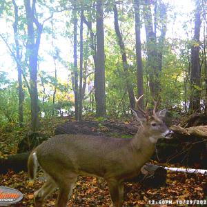 A White-tailed deer is captured by a wild game camera installed on a forest preserve on South Bass Island.